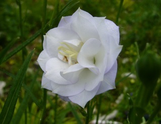  Campanula persicifolia La Bonne Amie- кампанула бяла кичеста (1591)